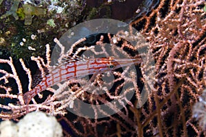 Longnose hawkfish in the Red Sea.