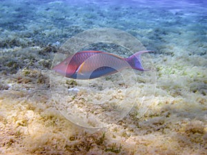 A Longnose Parrotfish Hipposcarus harid