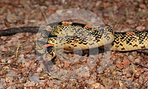 Longnose snake