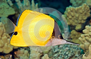 Longnosed Butterflyfish