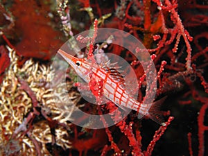 Longnosed Hawkfish