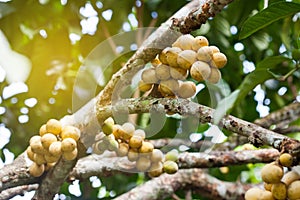 Longong fruit on tree