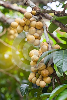 Longong fruit on tree