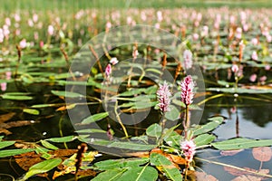 Longroot knotweed on water