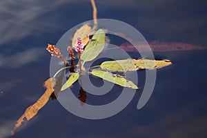 Longroot smartweed (Persicaria amphibia) growing in the water photo