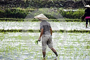 Farmers in China working in wet rice field