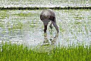 Farmers in China working in wet rice field