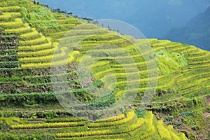 Longshen Rice Fields