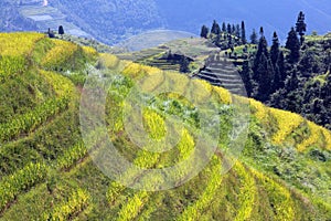 Longshen Rice Fields