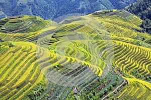 Longshen Rice Fields III