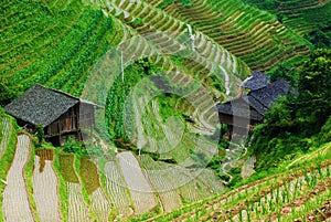 Longshen Rice Terraces, China