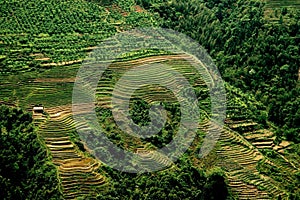 Longsheng, China: Terraced Rice Paddies