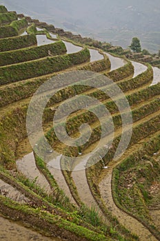 Longsheng paddy fields in China photo