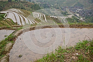 Longsheng paddy rice fields