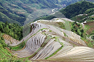 Longsheng Rice Terraces; China