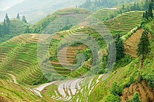 The Longsheng Rice Terraces in Longsheng County about 100 km from Guilin, China. photo