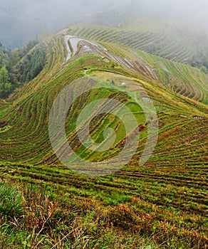 Longsheng Rice Terraces in the mist