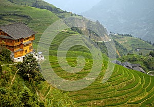 Longsheng Rice Terraces near Guilin, Guangxi region of China