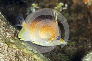 Longsnout Butterflyfish swimming over a coral reef - Cozumel, Mexico