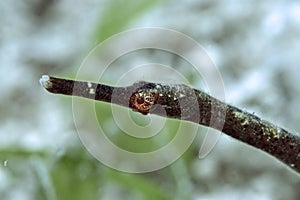 Longsnout pipefish Syngnathus temminckii closeup side view. Philippines