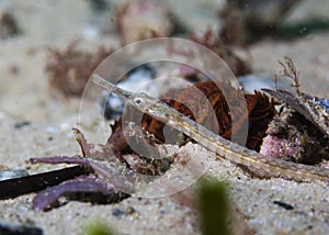 Longsnout pipefish Syngnathus temminckii on the ocean floor side view photo