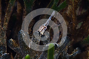 Longsnout Pipefish Syngnathus temminckii underwater