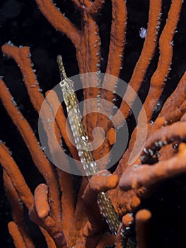 A Longsnout pipefish (Syngnathus temminckii) underwater