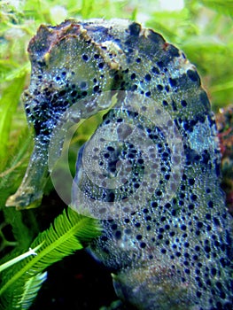 Longsnout Seahorse