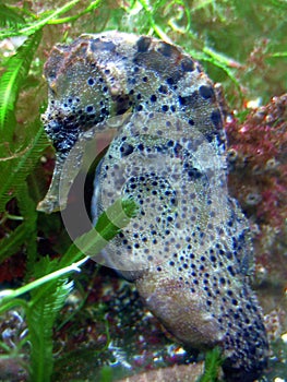 Longsnout Seahorse