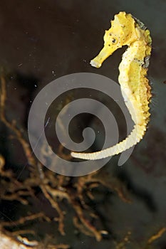 Longsnout Seahorse