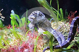 Longsnout seahorse