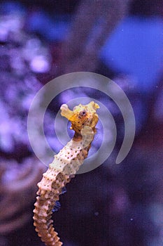 Longsnout seahorse known as Hippocampus reidi