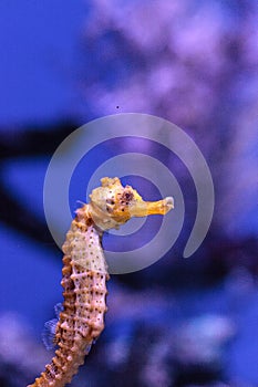 Longsnout seahorse known as Hippocampus reidi