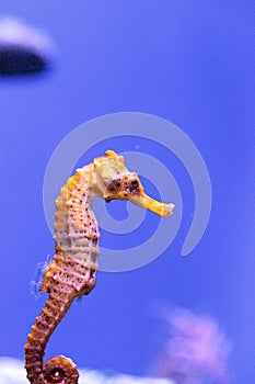 Longsnout seahorse known as Hippocampus reidi