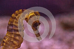 Longsnout seahorse known as Hippocampus reidi