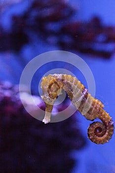 Longsnout seahorse known as Hippocampus reidi