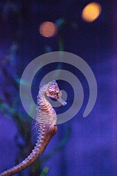 Longsnout seahorse known as Hippocampus reidi