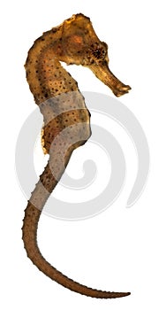 Longsnout seahorse or Slender seahorse, Hippocampus reidi redish photo