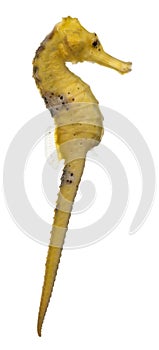 Longsnout seahorse or Slender seahorse, Hippocampus reidi yellowish photo