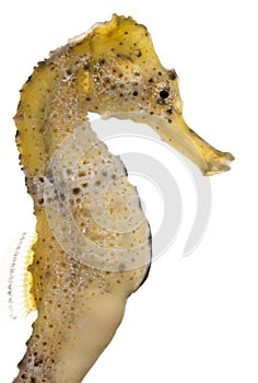 Longsnout seahorse or Slender seahorse, Hippocampus reidi yellowish