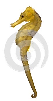 Longsnout seahorse or Slender seahorse