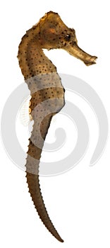 Longsnout seahorse or Slender seahorse