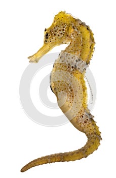 Longsnout seahorse or Slender seahorse