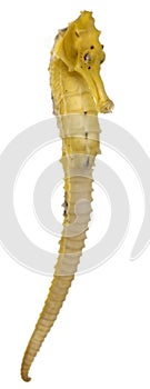 Longsnout seahorse or Slender seahorse