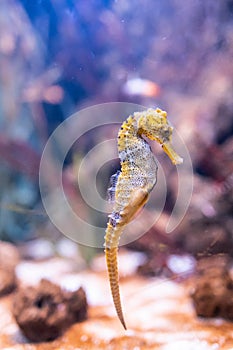 A longsnout seahorse or slender seahorse swimming underwater