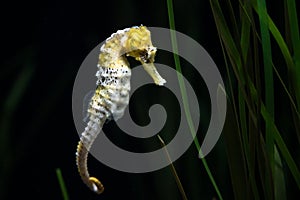 Longsnout seahorse, slender seahorse, swimming underwater