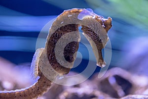 Longsnout Seahorse swimming