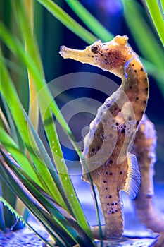 Longsnout Seahorse swimming