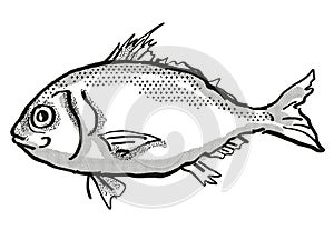 Longspine Beardfish Australian Fish Cartoon Retro Drawing