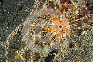 Longspine Sea Urchin, Lembeh, North Sulawesi, Indonesia